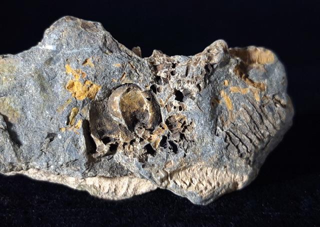 Crinoide non det. - Bild © FossNet FossilienStore